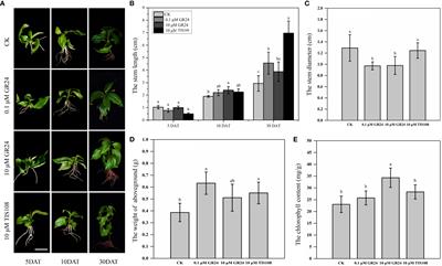 Strigolactones modulate stem length and diameter of cherry rootstocks through interaction with other hormone signaling pathways